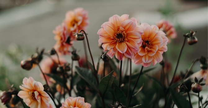 Eye Movement Desensitization Reprocess (EMDR)